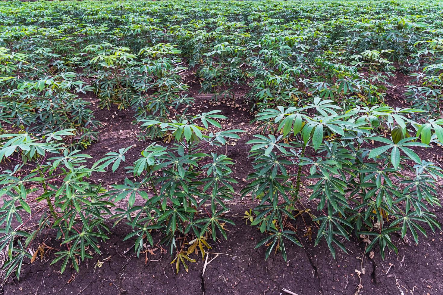 Cassava or Tapioca grow up. photo