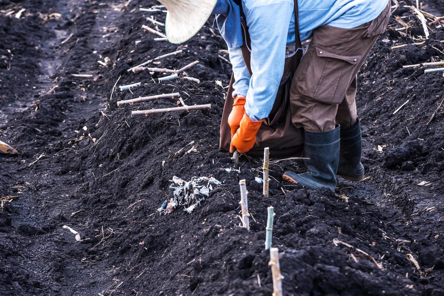 Planting in cassava field. photo