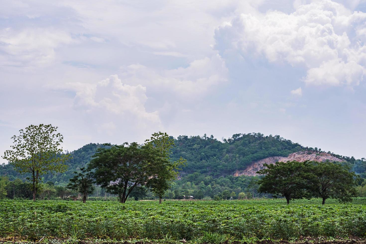 Cassava or Tapioca grow up. photo