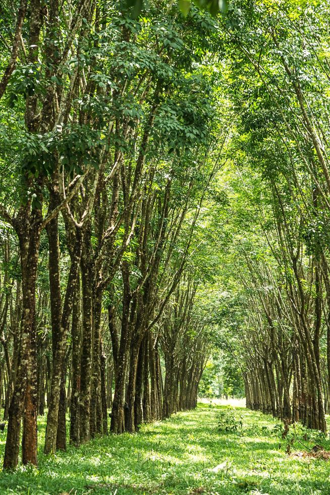 Rubber tree plantation. photo