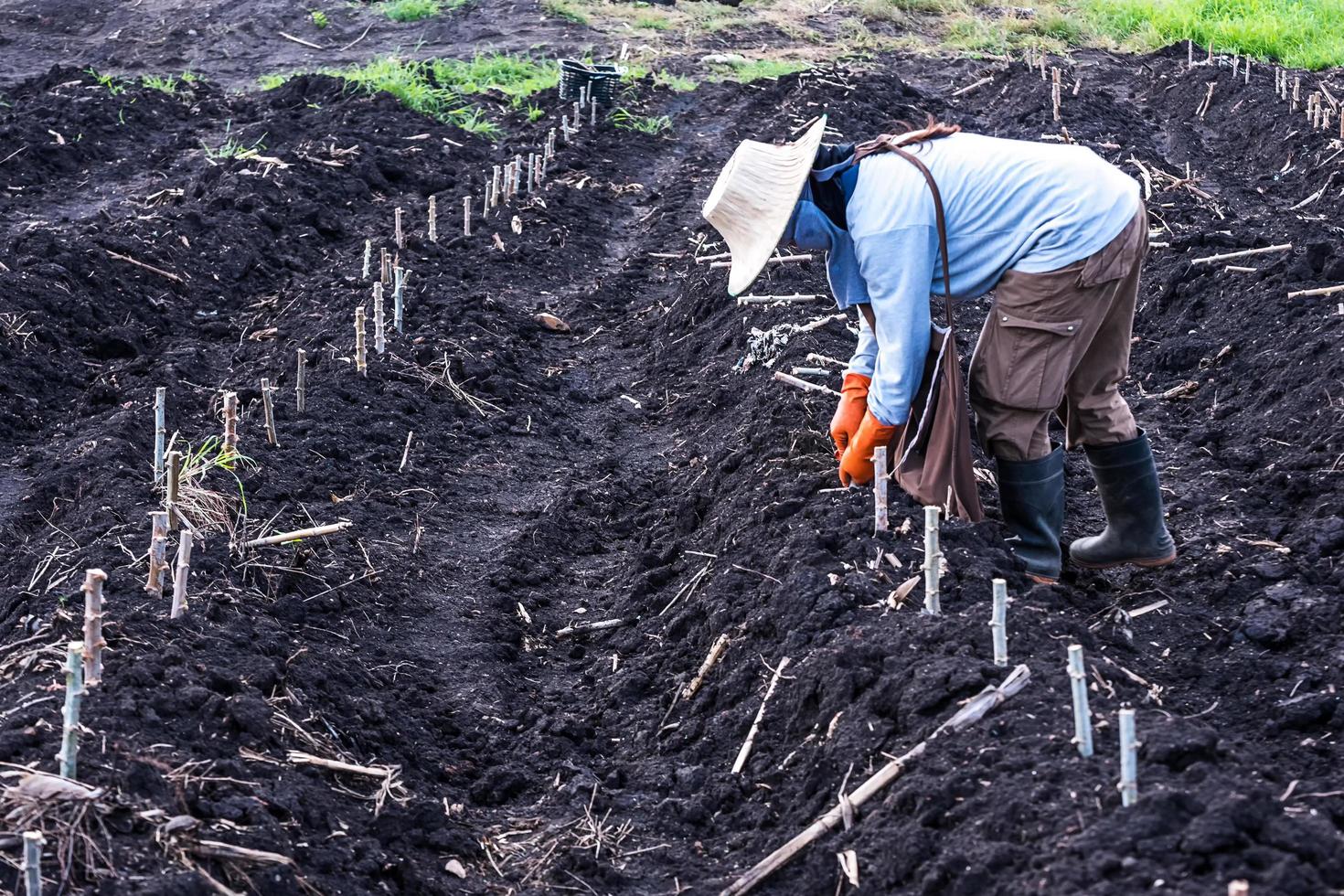 Planting in cassava field. photo