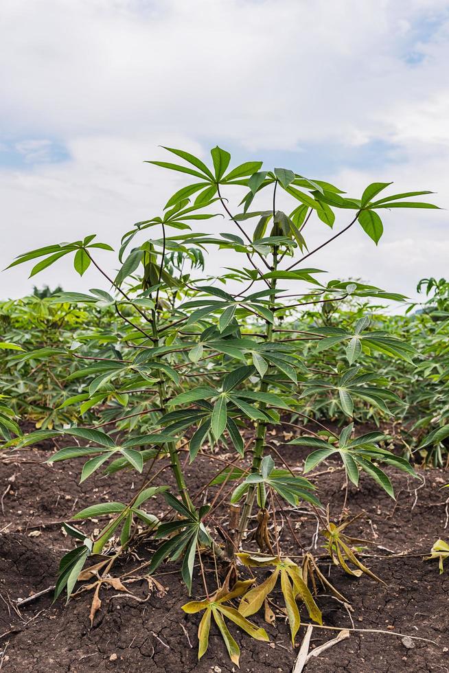 Cassava or Tapioca grow up. photo