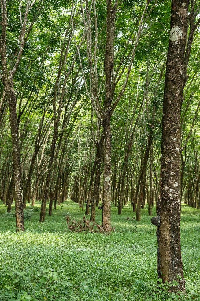 Rubber tree plantation. photo