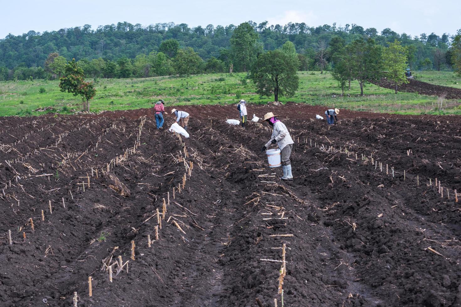 Planting in cassava field. photo