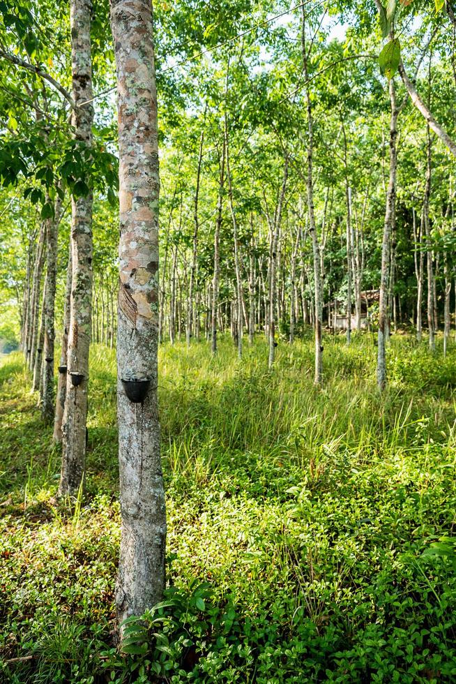 Rubber tree plantation. photo