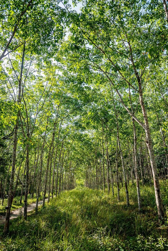 Rubber tree plantation. photo