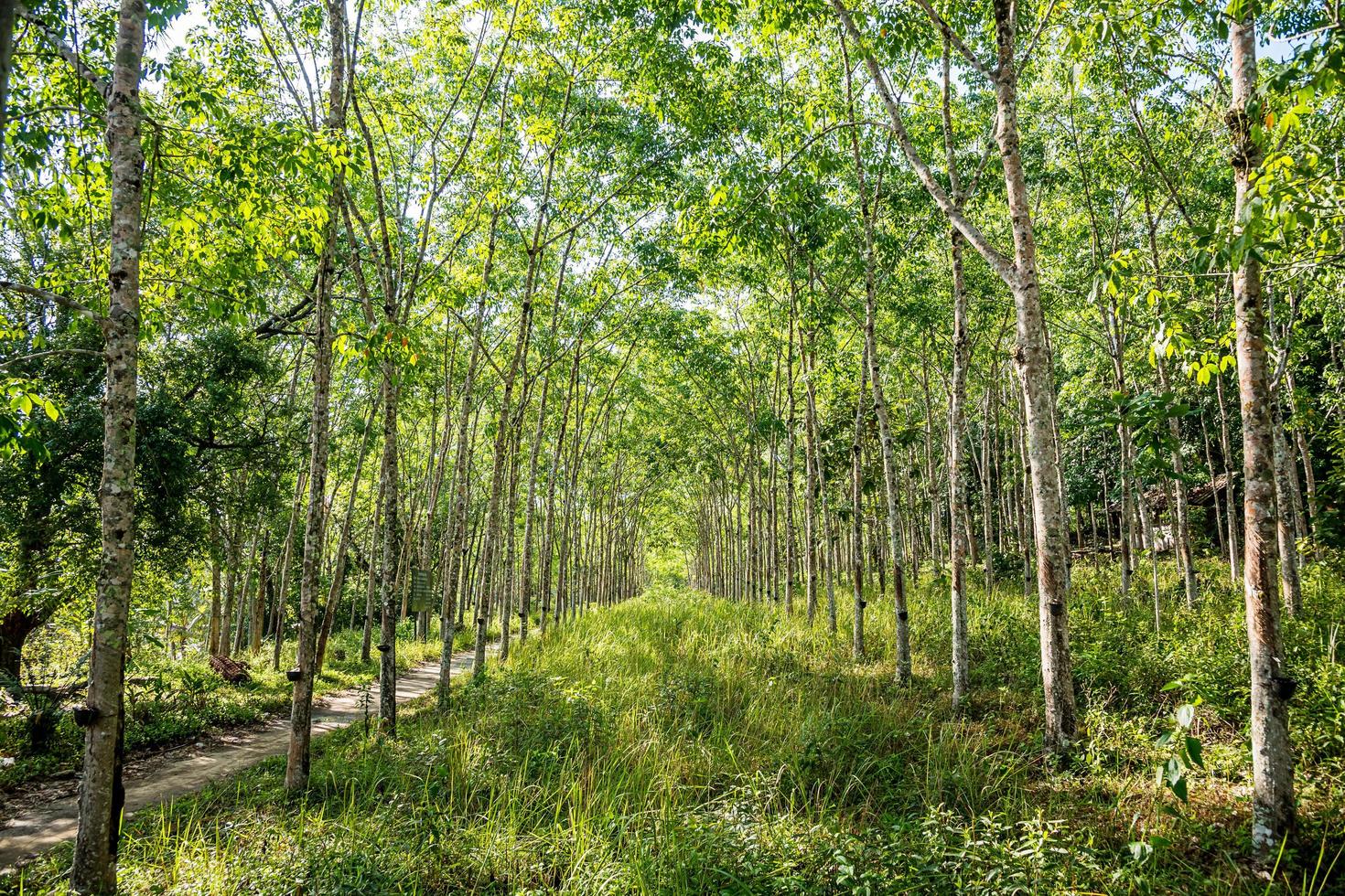 plantación de árboles de caucho. foto