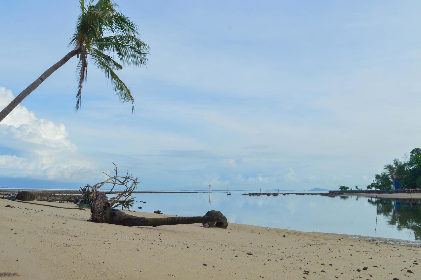 beach backgrounds. Coconut tree on happy beach. photo