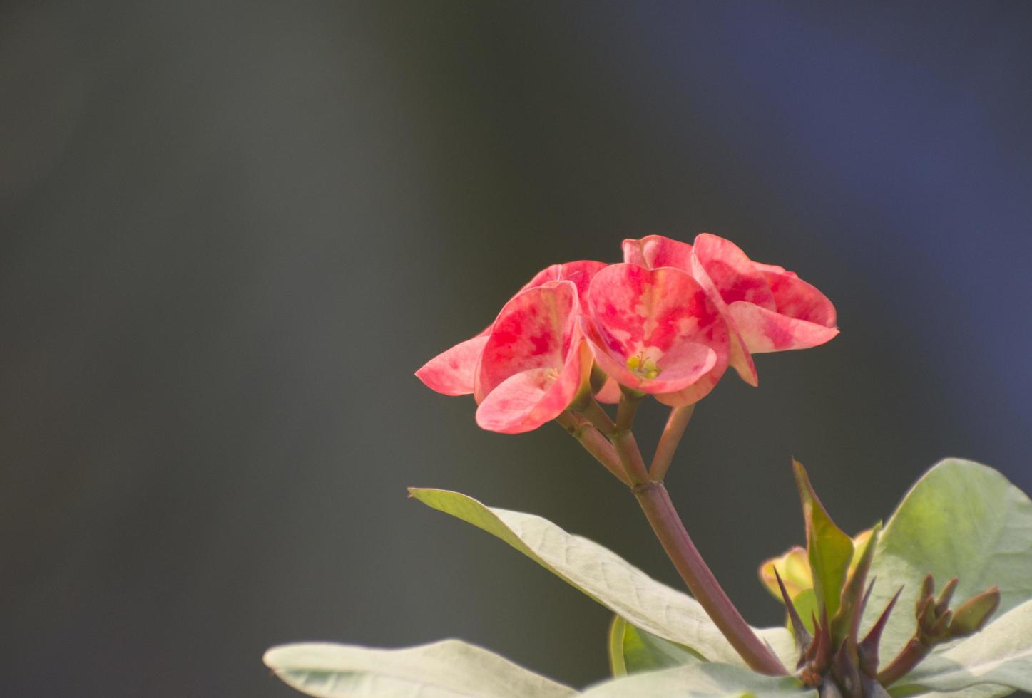 Euphorbia milii, the crown of thorns, Christ plant, or Christ thorn, is a species of flowering plant in the spurge family Euphorbiaceae, native to Madagascar. photo