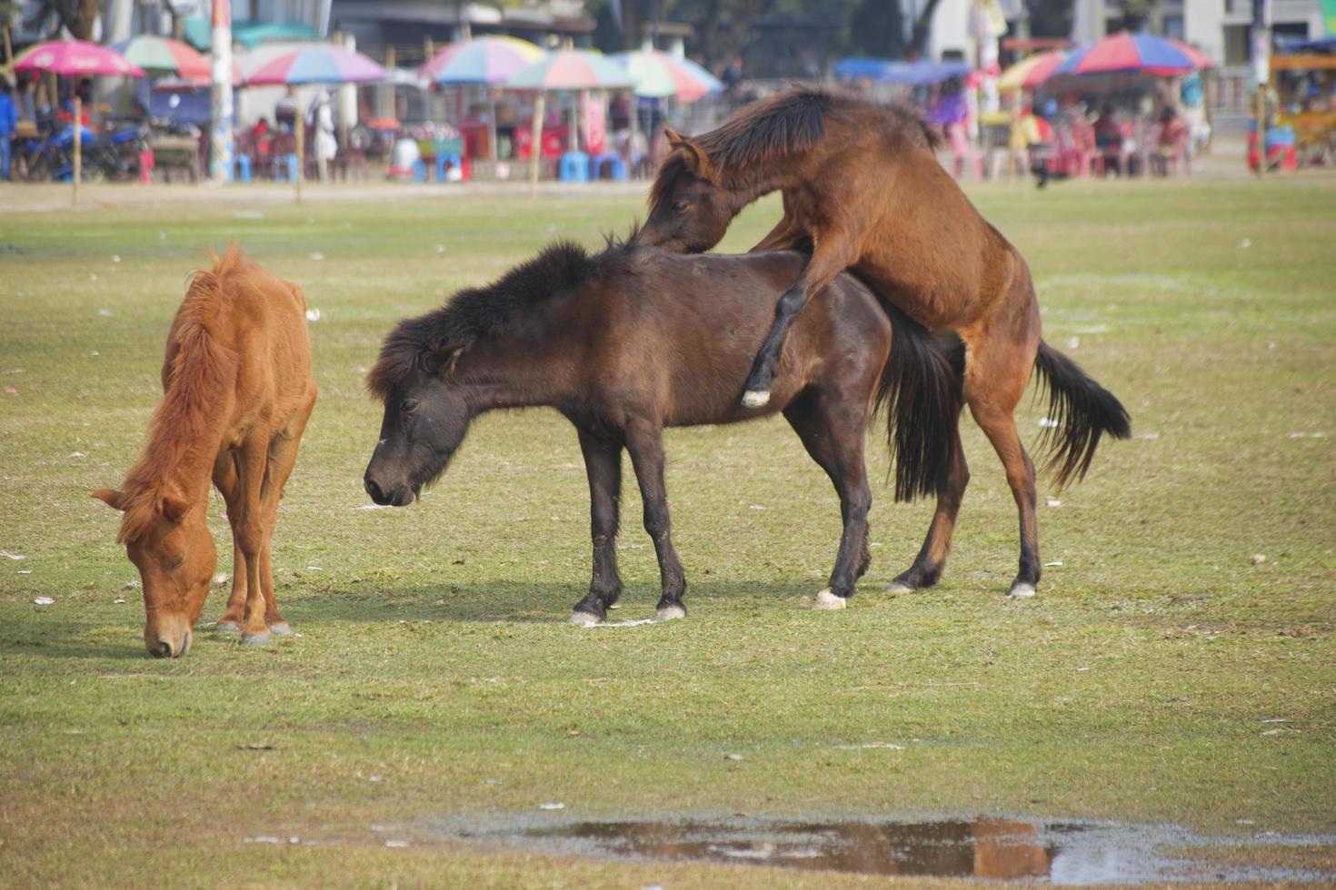 Brown and Deep Brown color Horses Mating in field.Coupling horses. Horse Love. Reproduction of horses in the field. photo