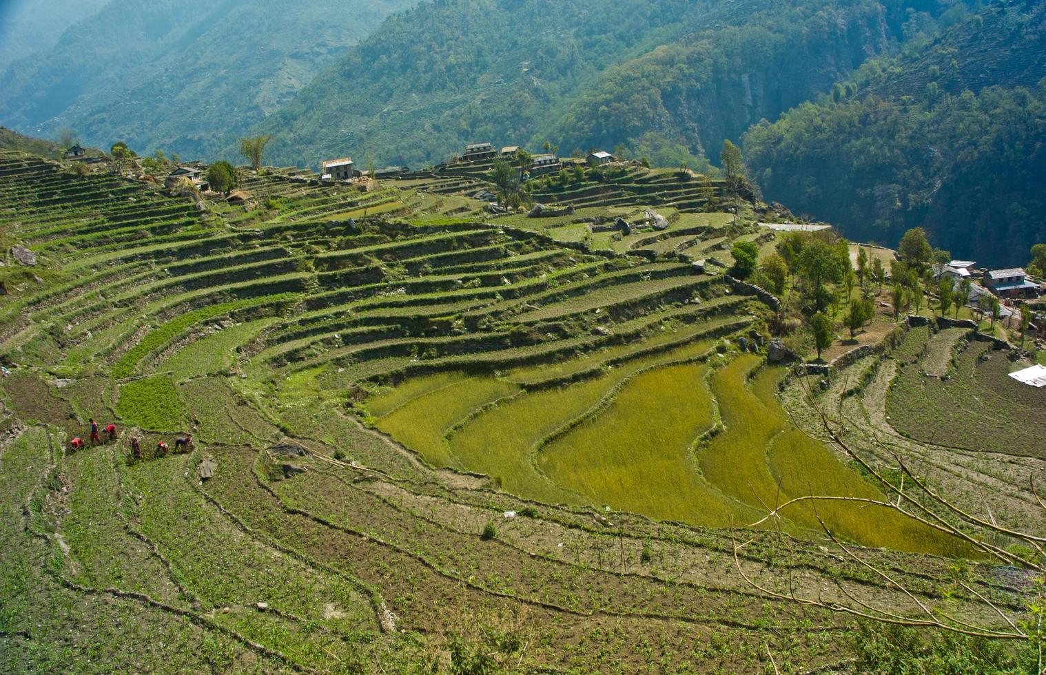 Green terraced rice-fields at Annapurna trekking route photo