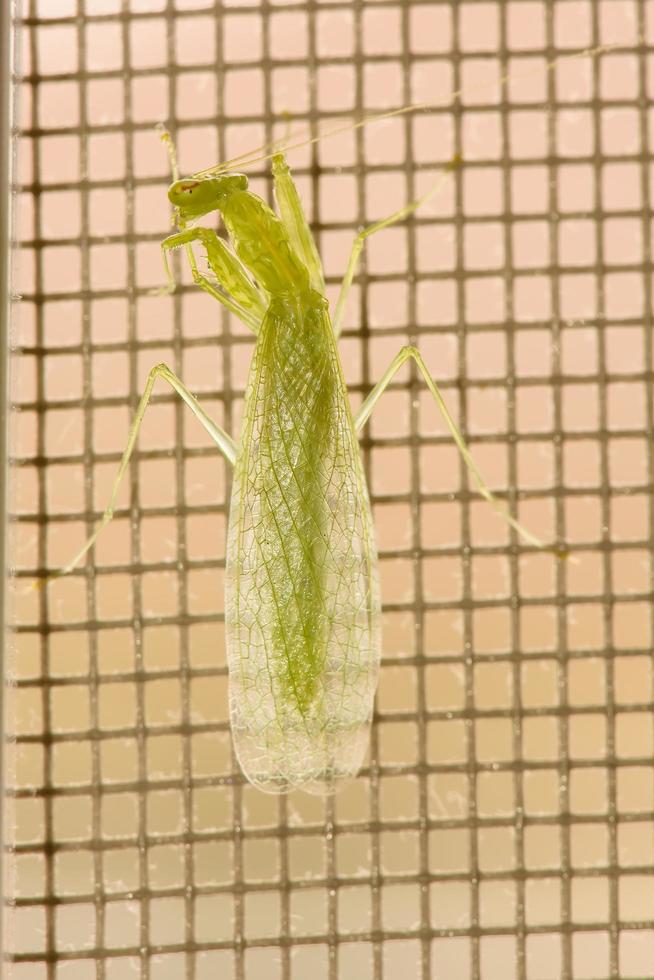 The grasshopper green on the steel mesh. photo