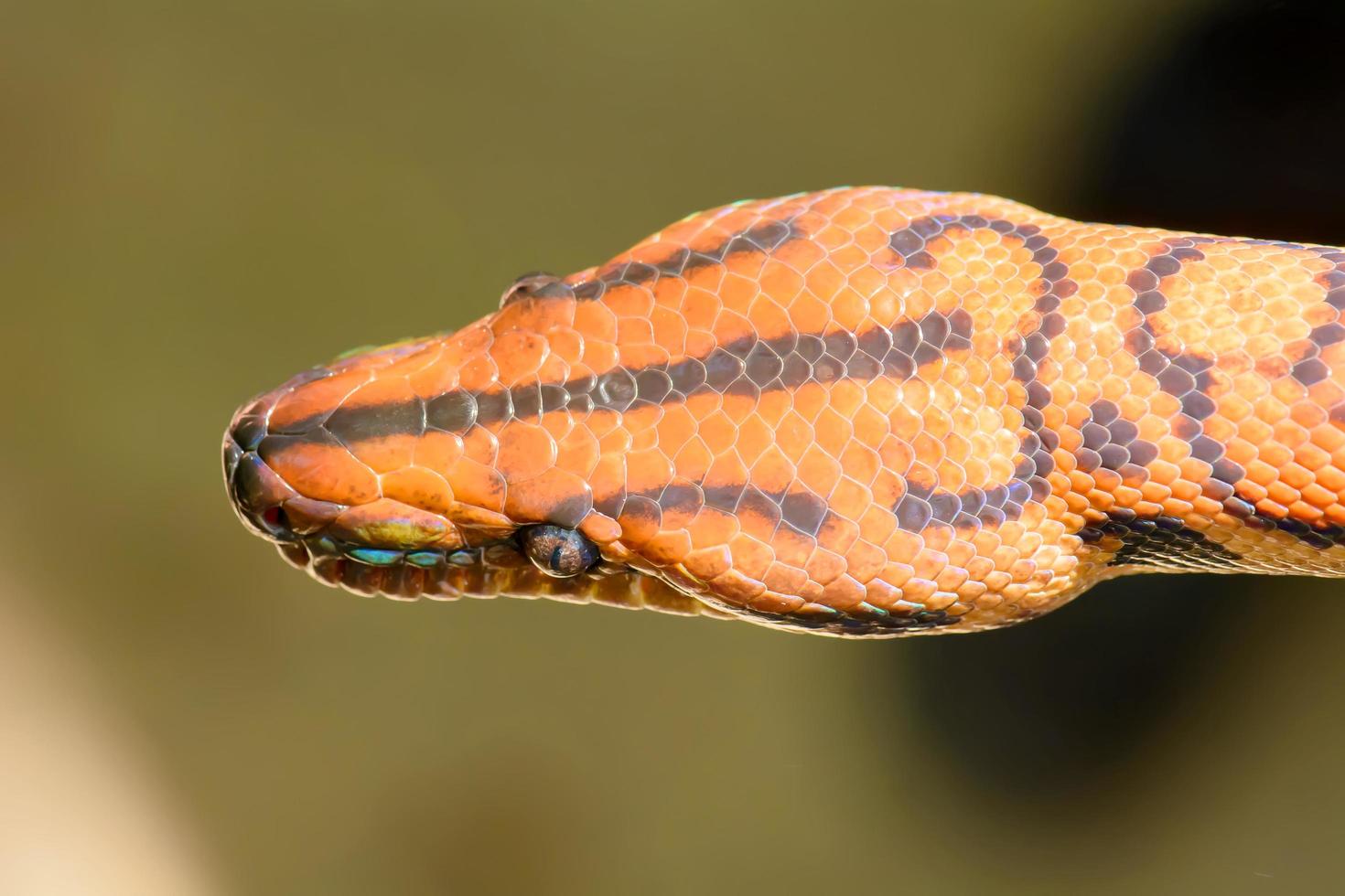 Rainbow snake can reflect sunlight into a rainbow. photo