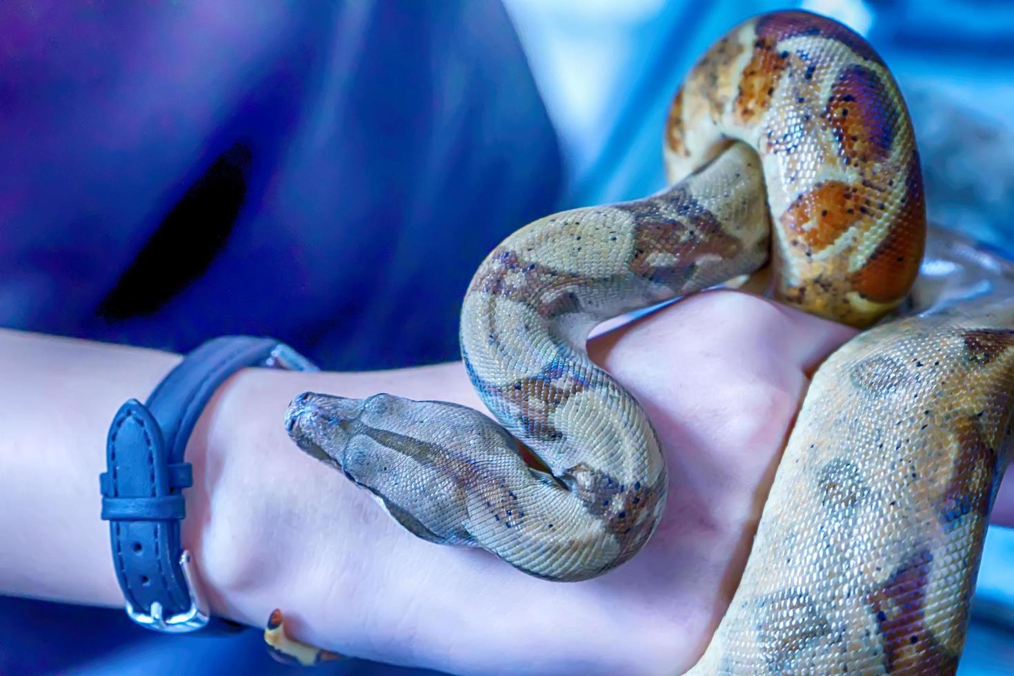 la serpiente es mascota foto