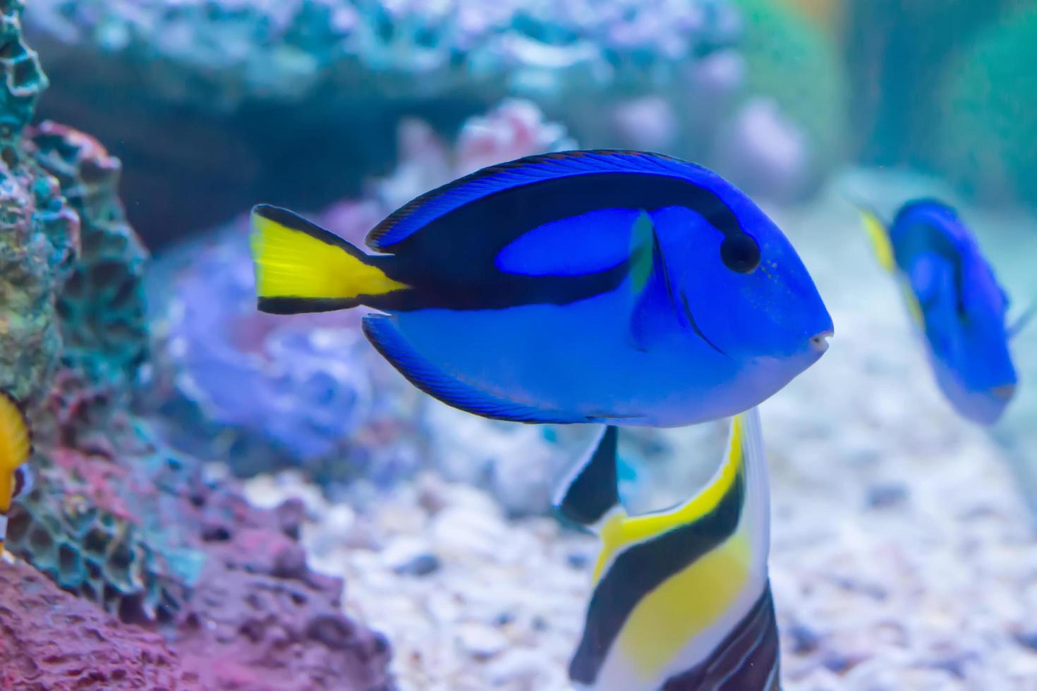 The marine fish are color of the sea. photo