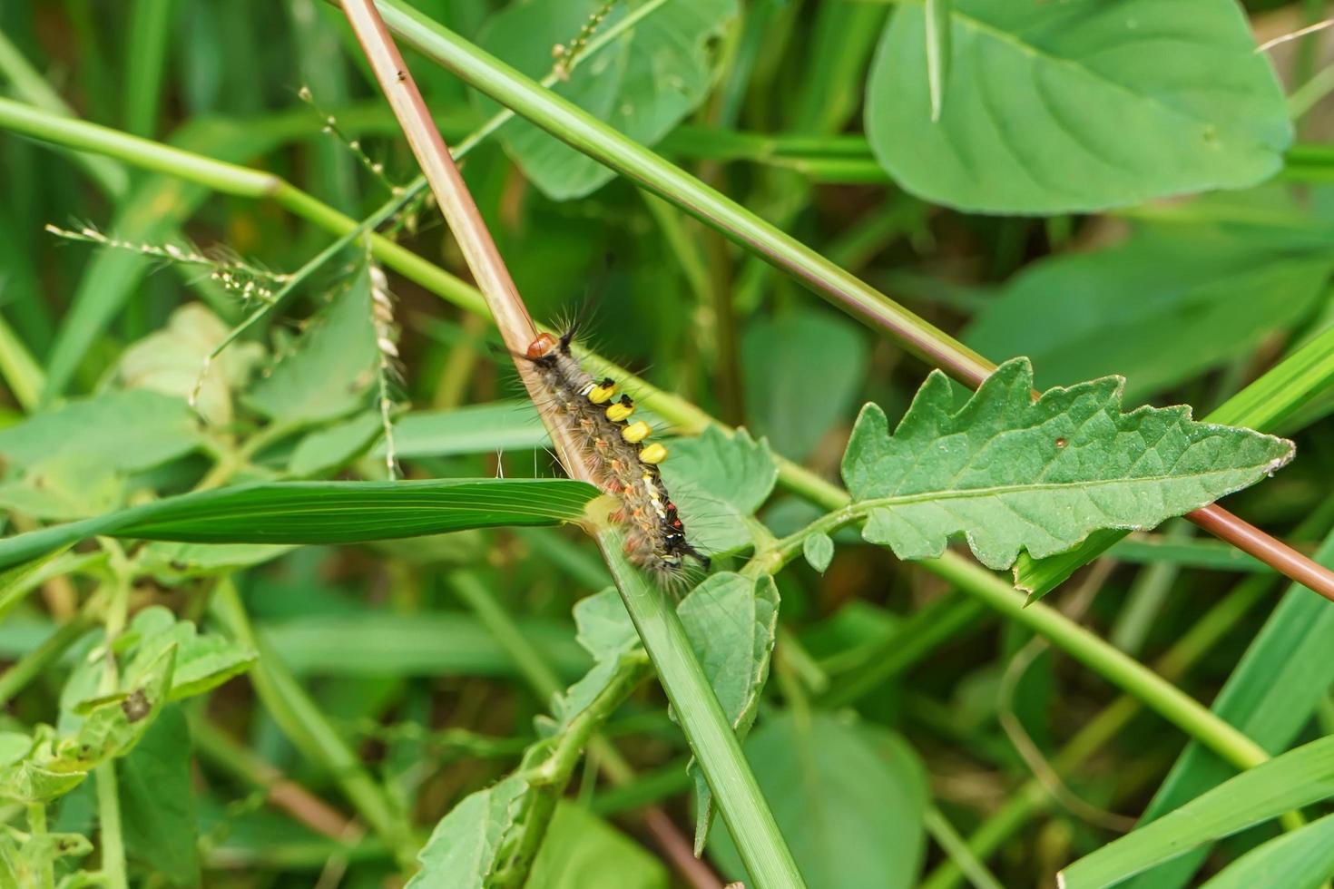 Pupa green on leaves photo