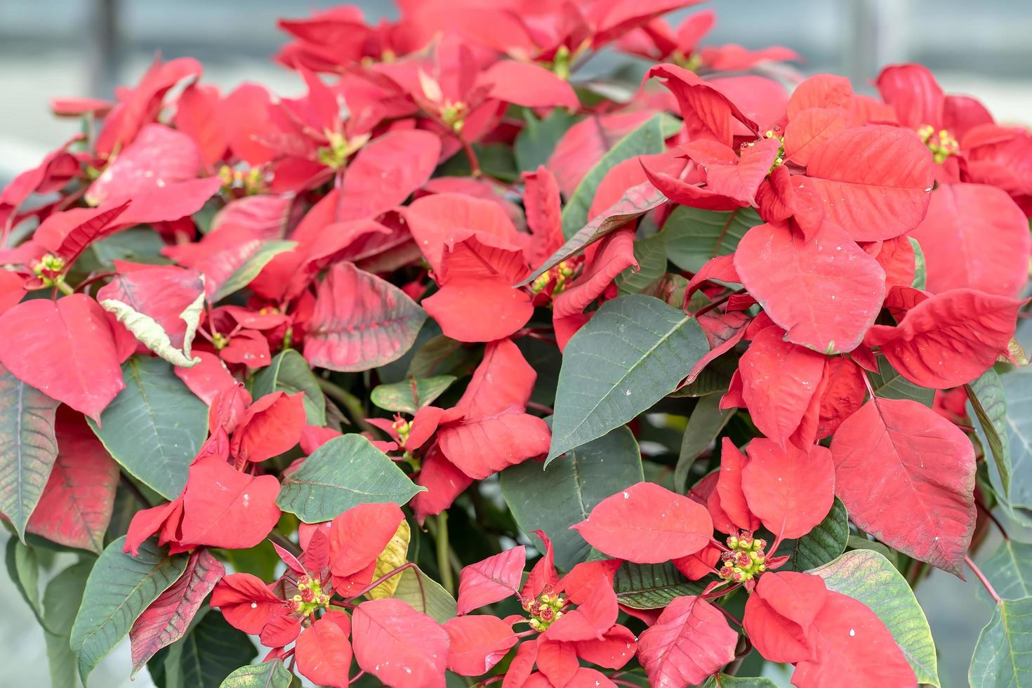 Poinsettia as ornamental trees during the Christmas season. photo