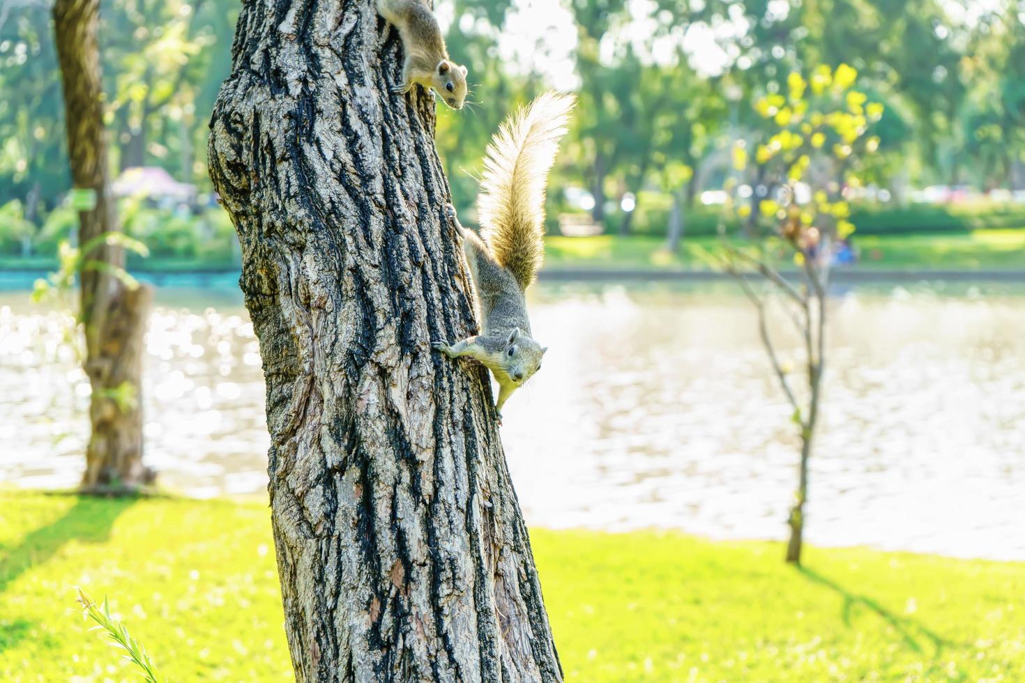 la pequeña ardilla está encaramada en el árbol del parque. foto