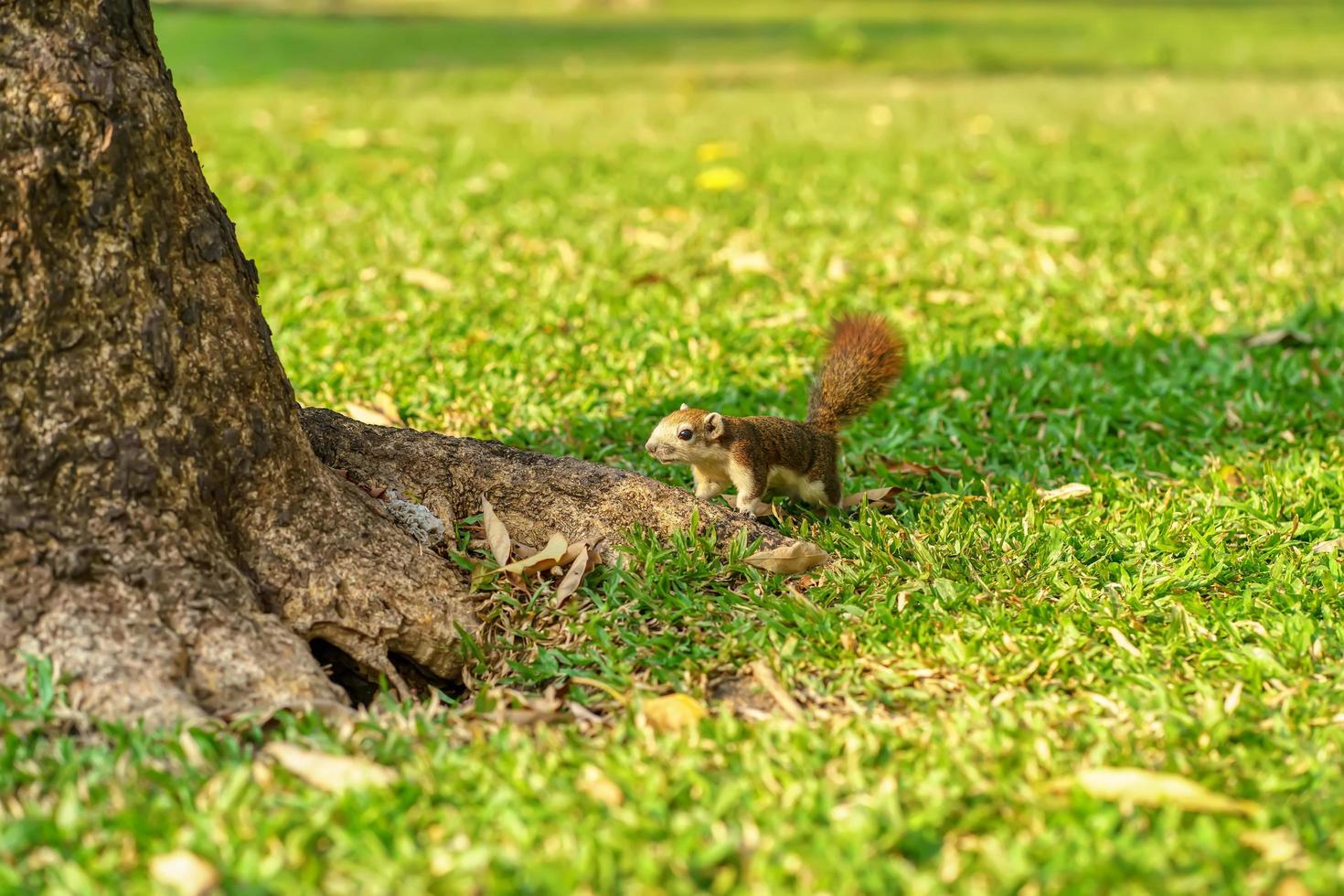 The little squirrel on the grass in the park. photo