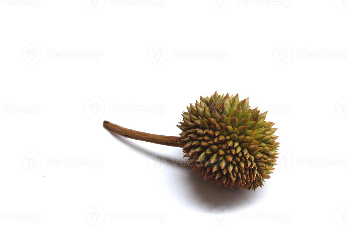 Durian isolated on the white background photo