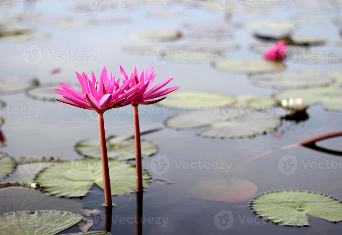Full bloom pink lotus in the lake photo