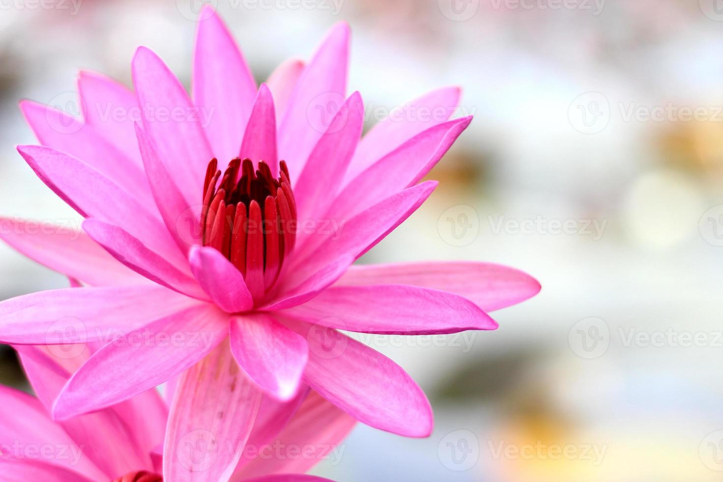 Close up of full bloom pink lotus photo