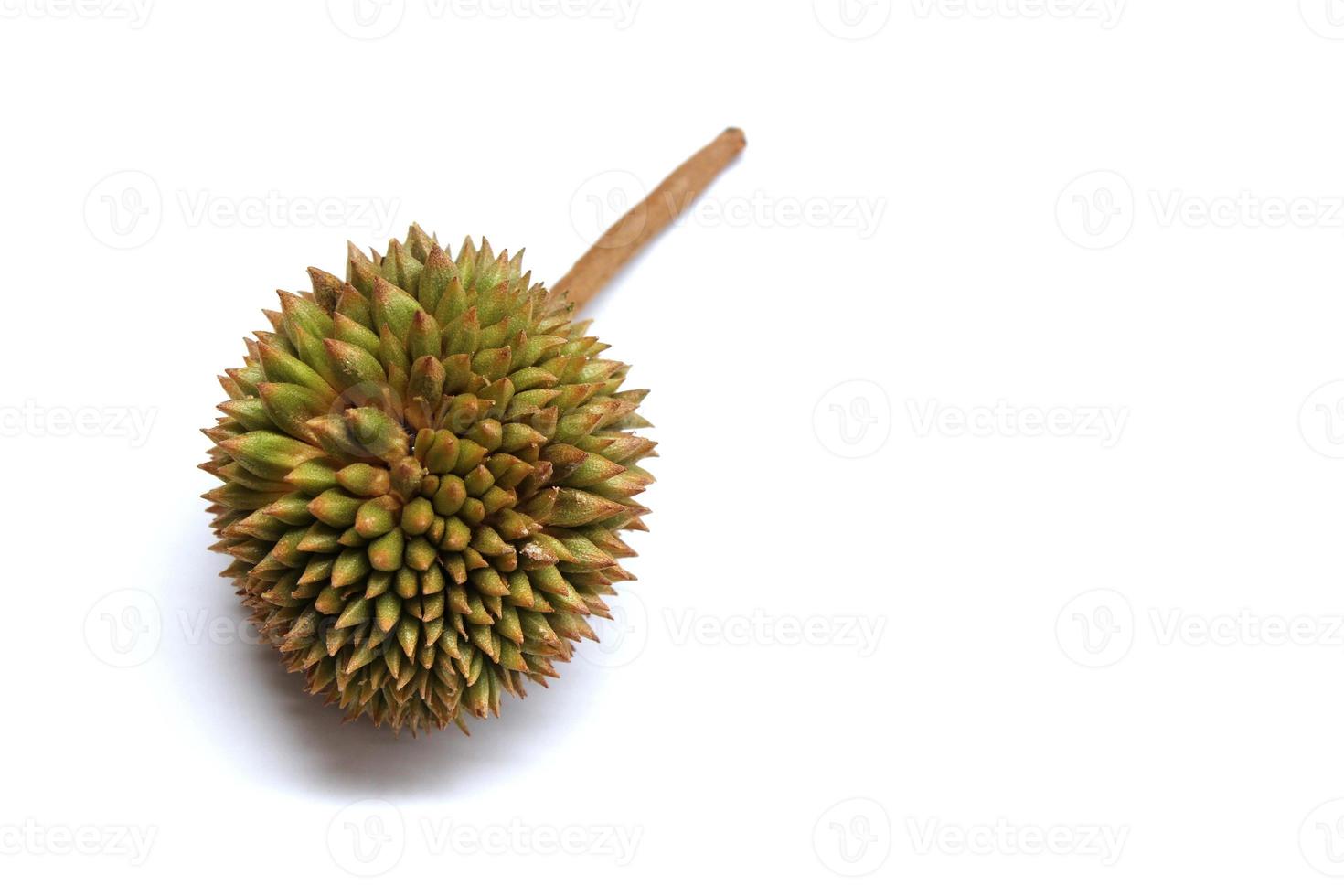 Durian isolated on the white background photo