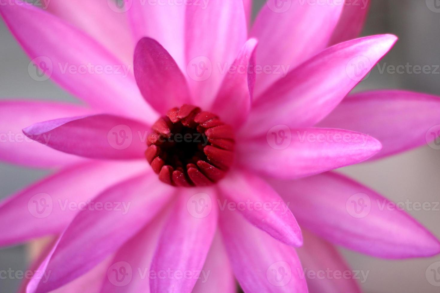 Close up of full bloom pink lotus photo