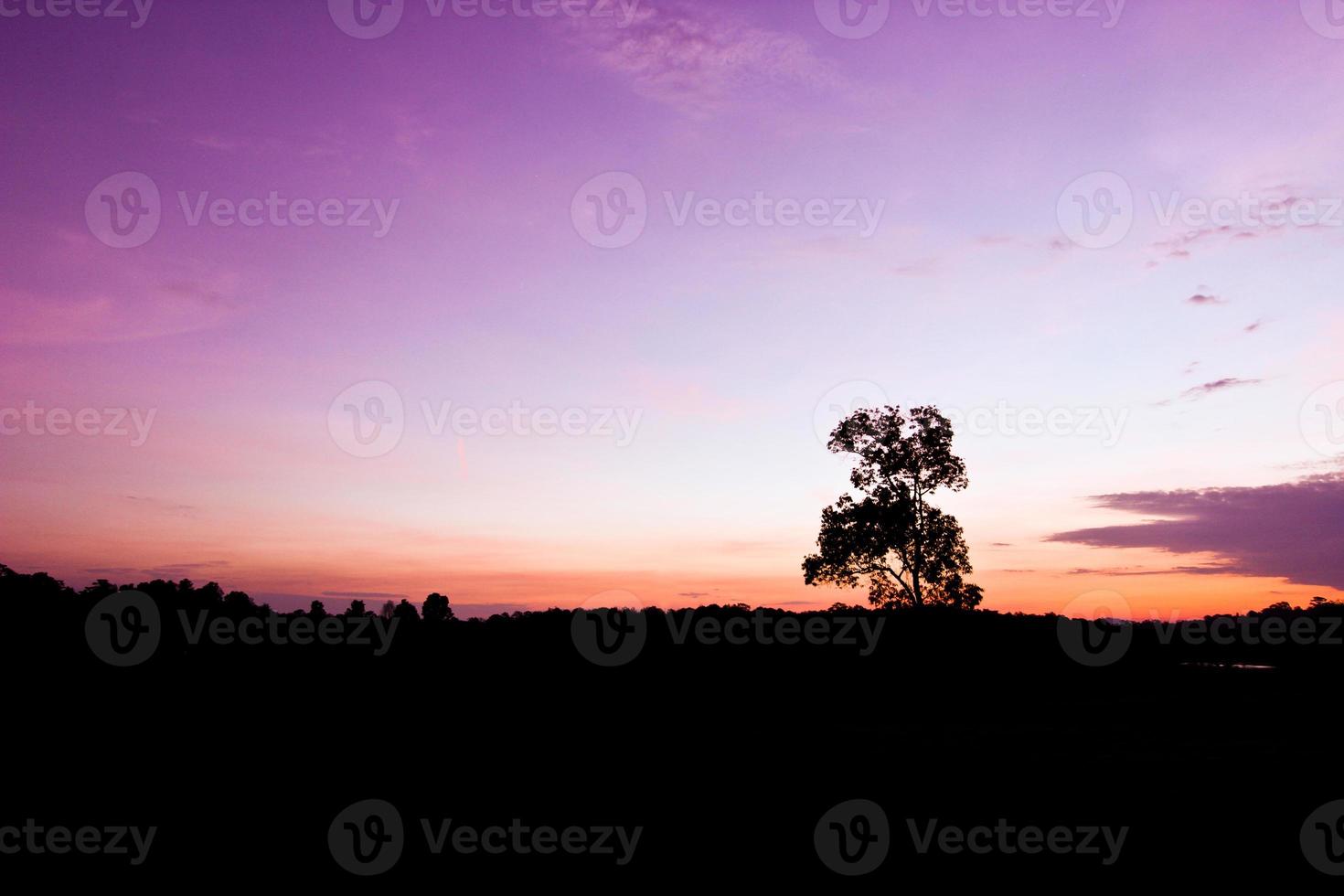The silhouette of the tree before sunrise photo
