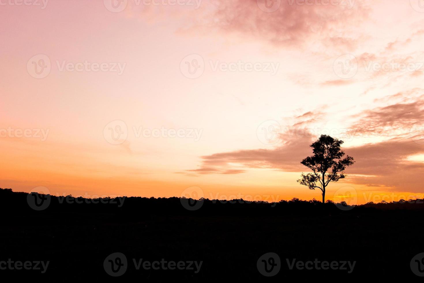 The silhouette of the tree before sunrise photo