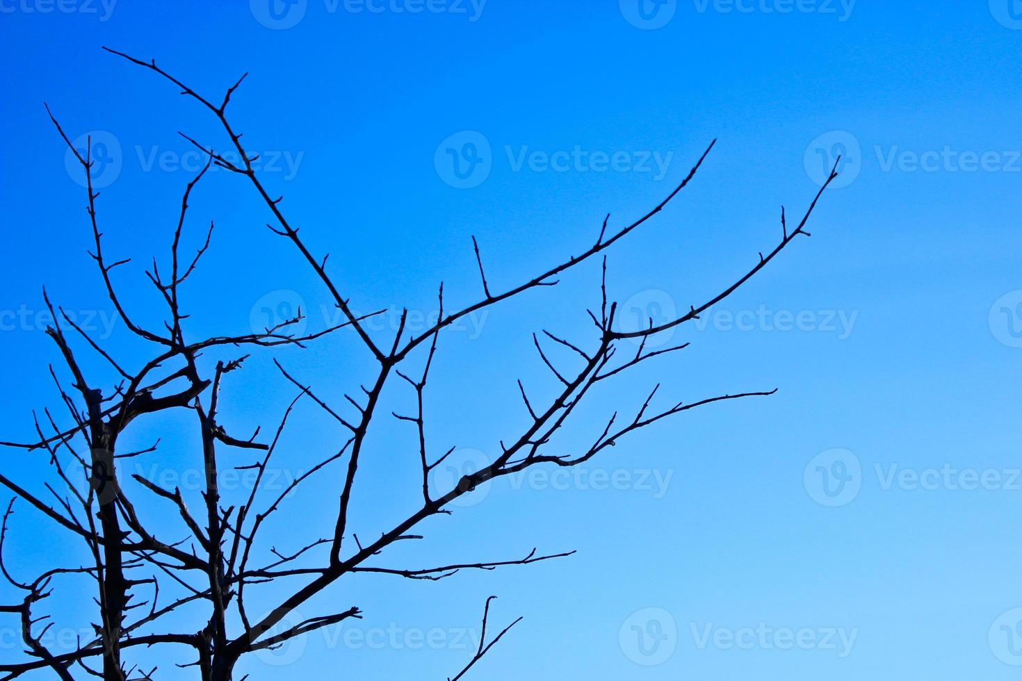 Branches Of Trees on the Sky  Background photo