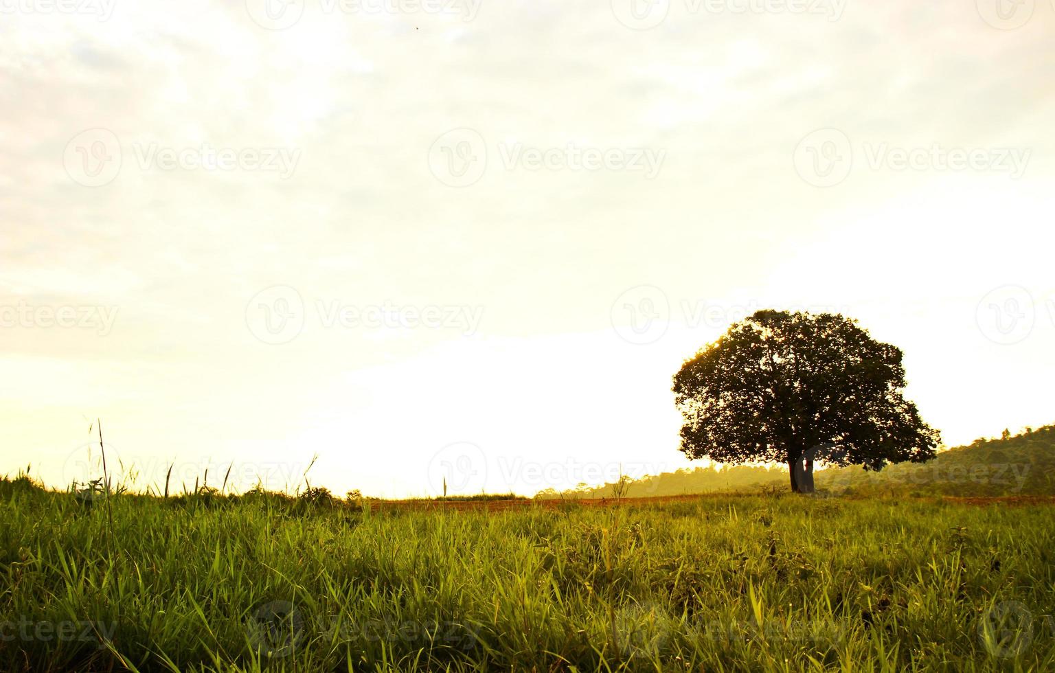 The tree in the meadow with wide sky photo