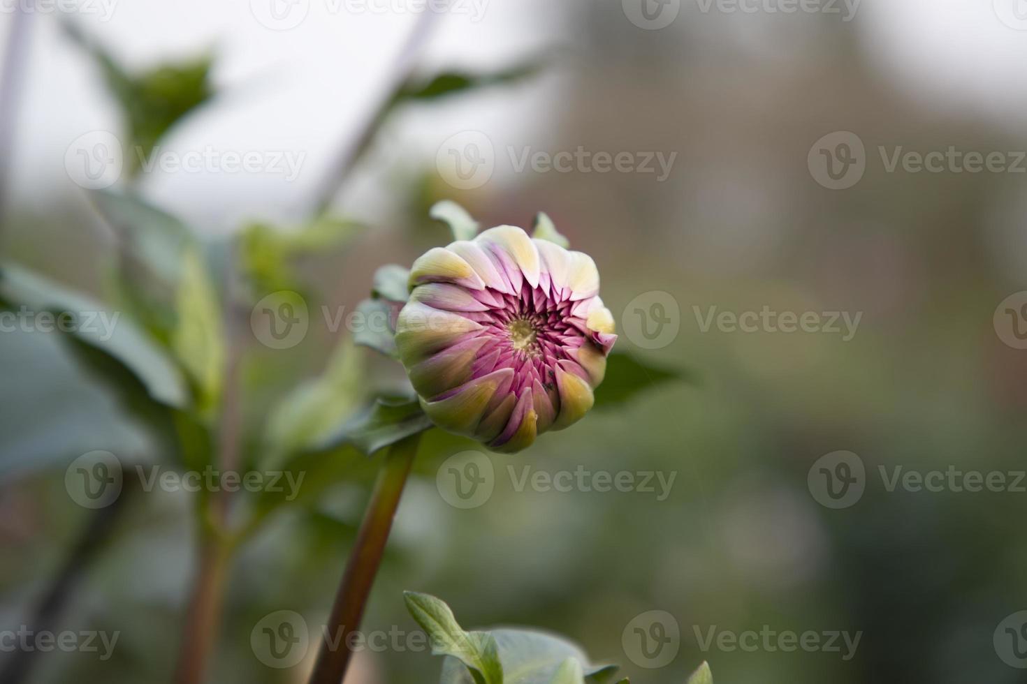 Beautiful  Pink color flower Buds front view with Blurry Background. Spring flower bud Natural view. photo