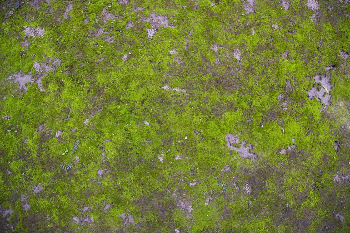 Moss on the Soil Texture Abstract Background. Natural background. Green moss color texture photo