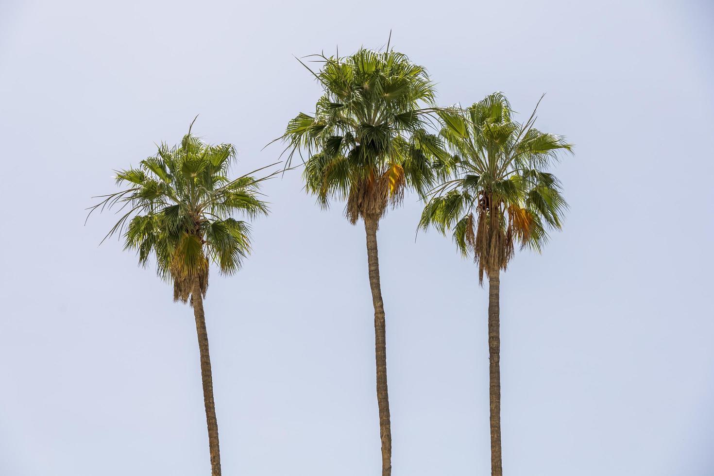 Beautiful green palm trees in front of a blue sky photo