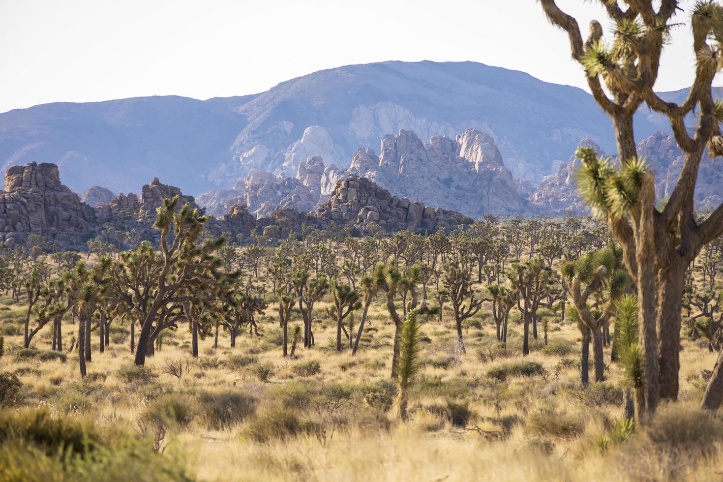 Green Joshua trees in the middle of the desert photo