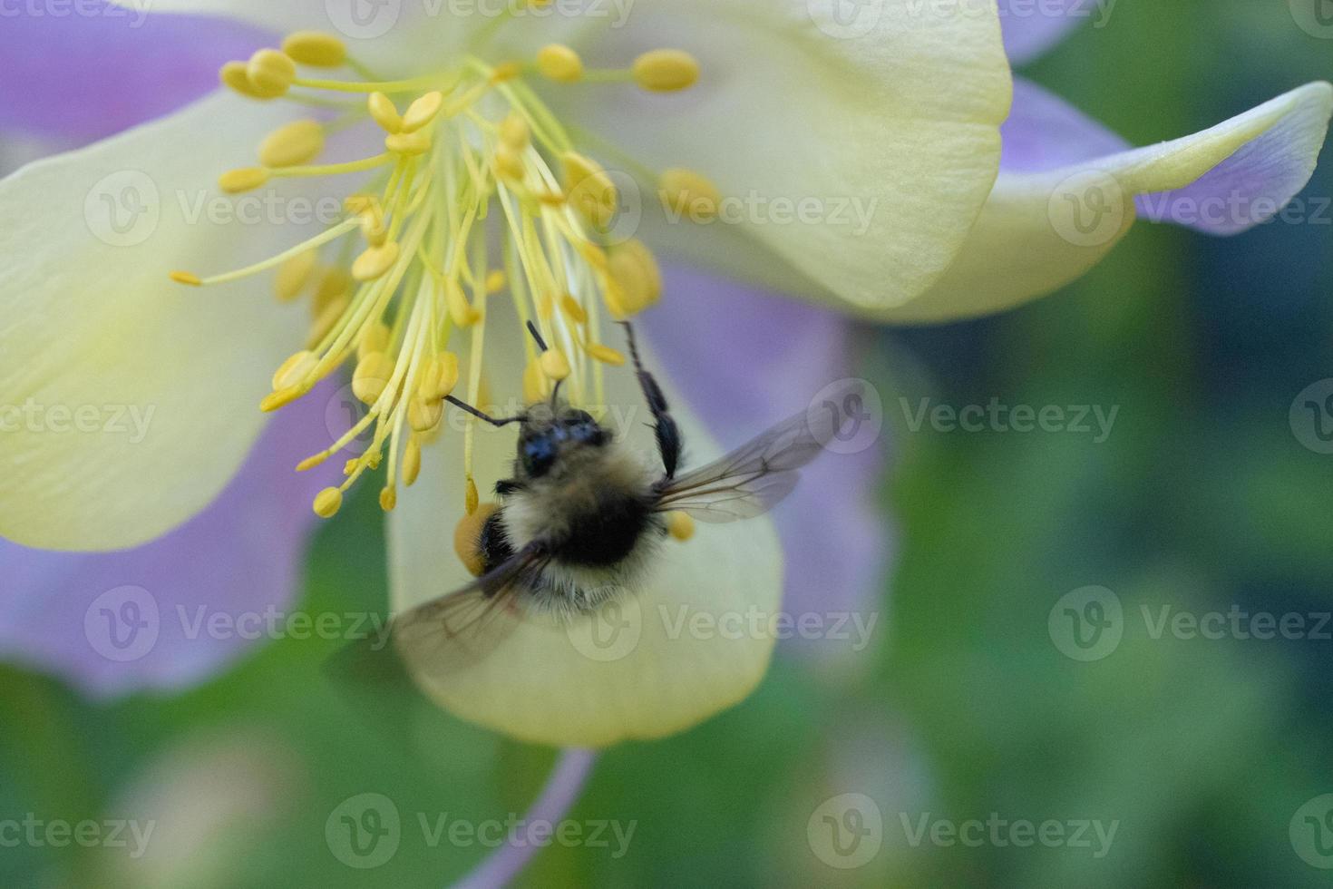 Aquilegia, granny's bonnet, columbine with a Bumblebee, Bombus. photo