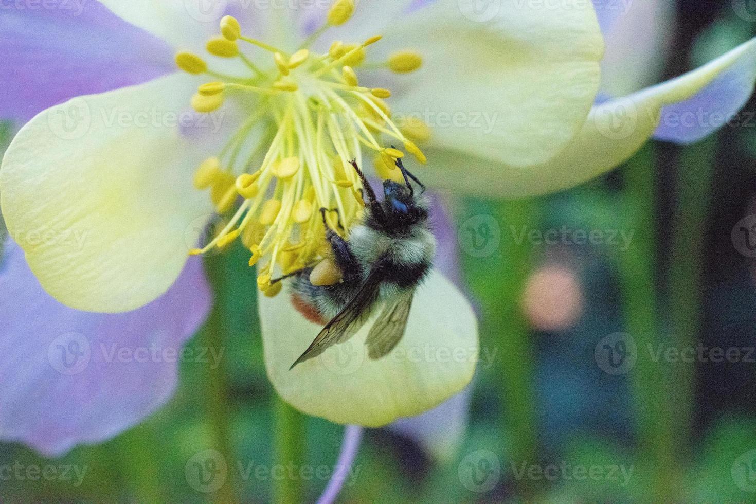 Aquilegia, granny's bonnet, columbine with a Bumblebee, Bombus. photo