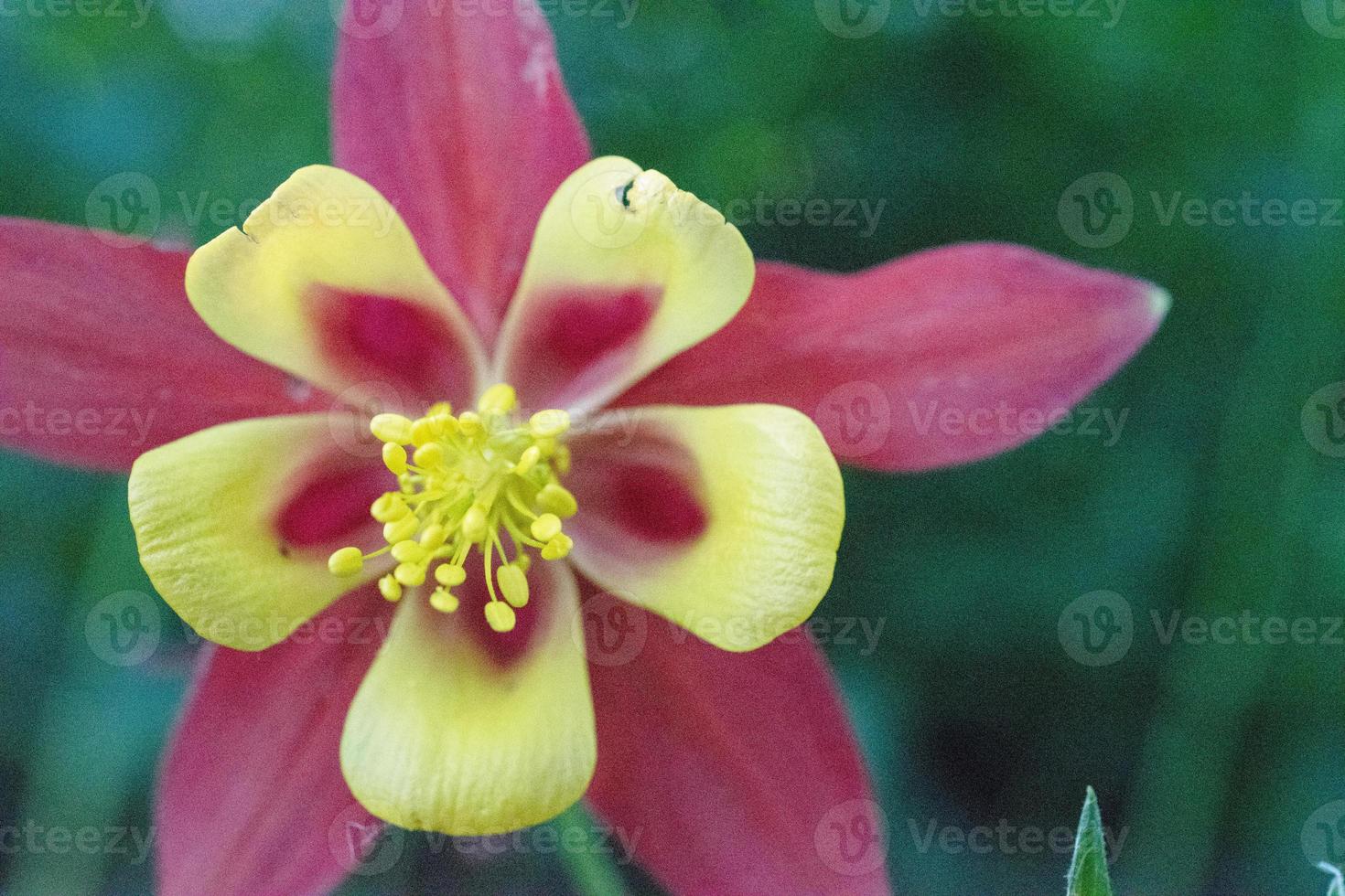 Aquilegia or common name, granny's bonnet. photo