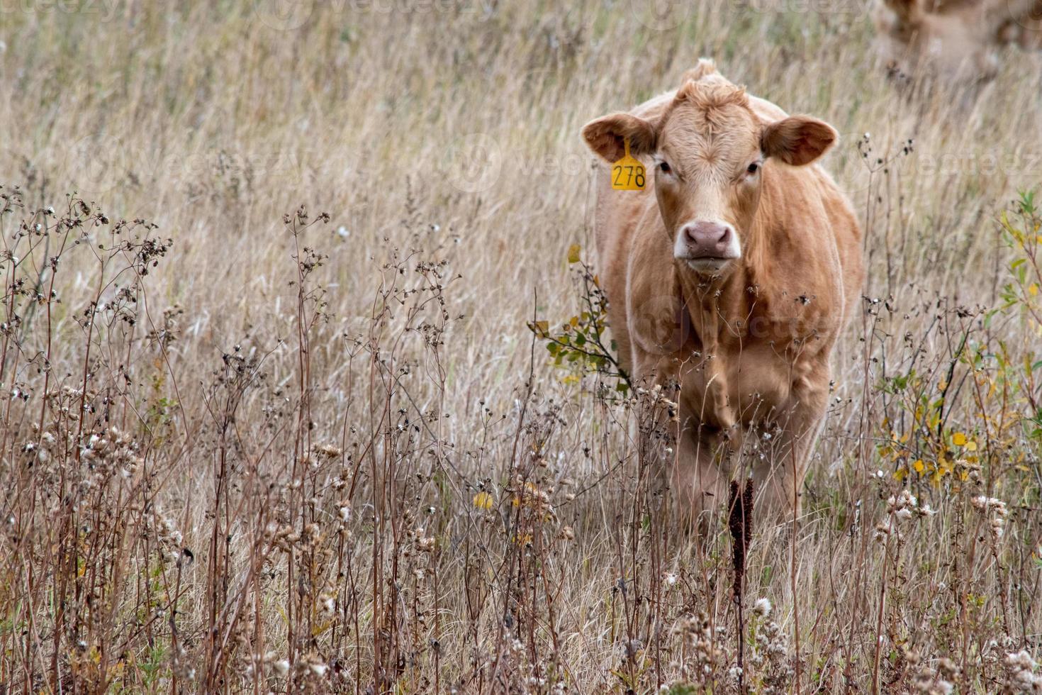 Jersey calf in southeastern Saskatchewan, Canada. photo