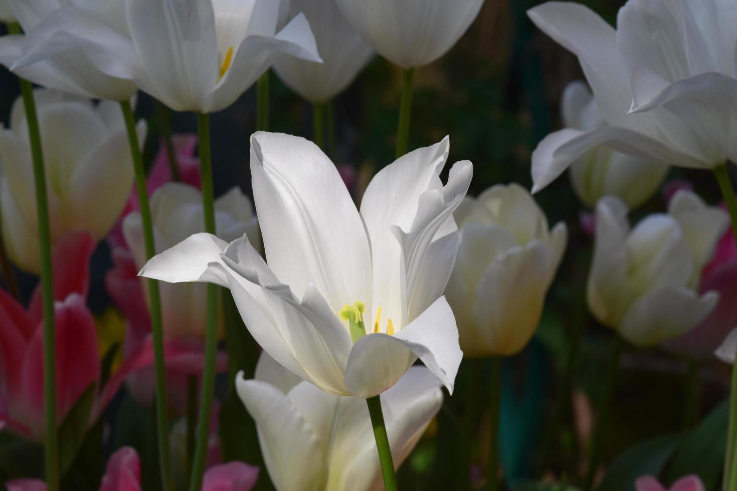 White Tulip flowers photo