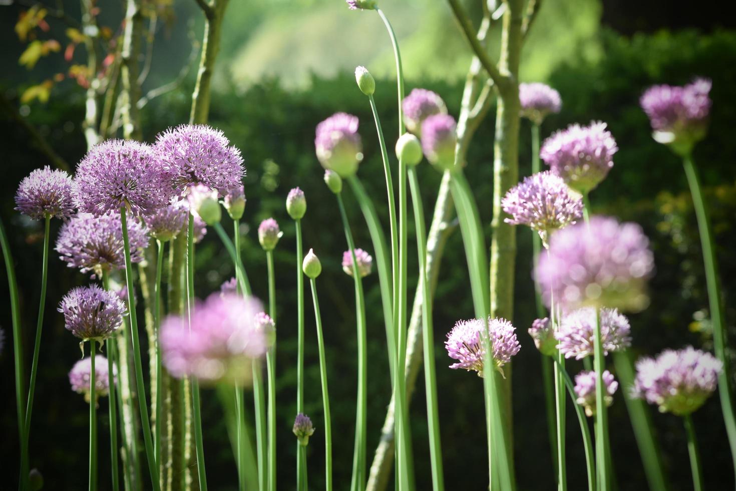 allium globemaster flores moradas foto