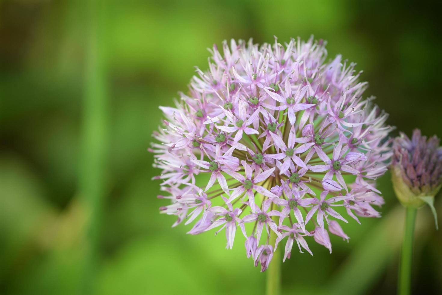 allium globemaster flores moradas foto