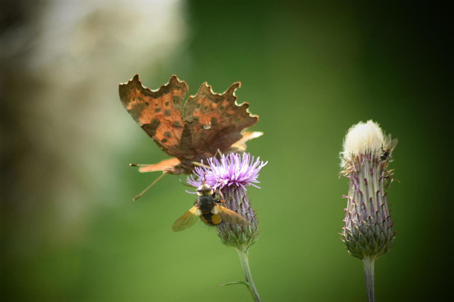 mariposa aterrizando en un cardo foto