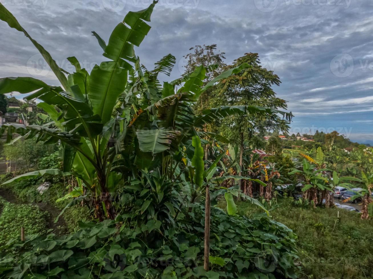 Traditionally cultivated banana tree plant, broad green leaves that partly break in the wind photo