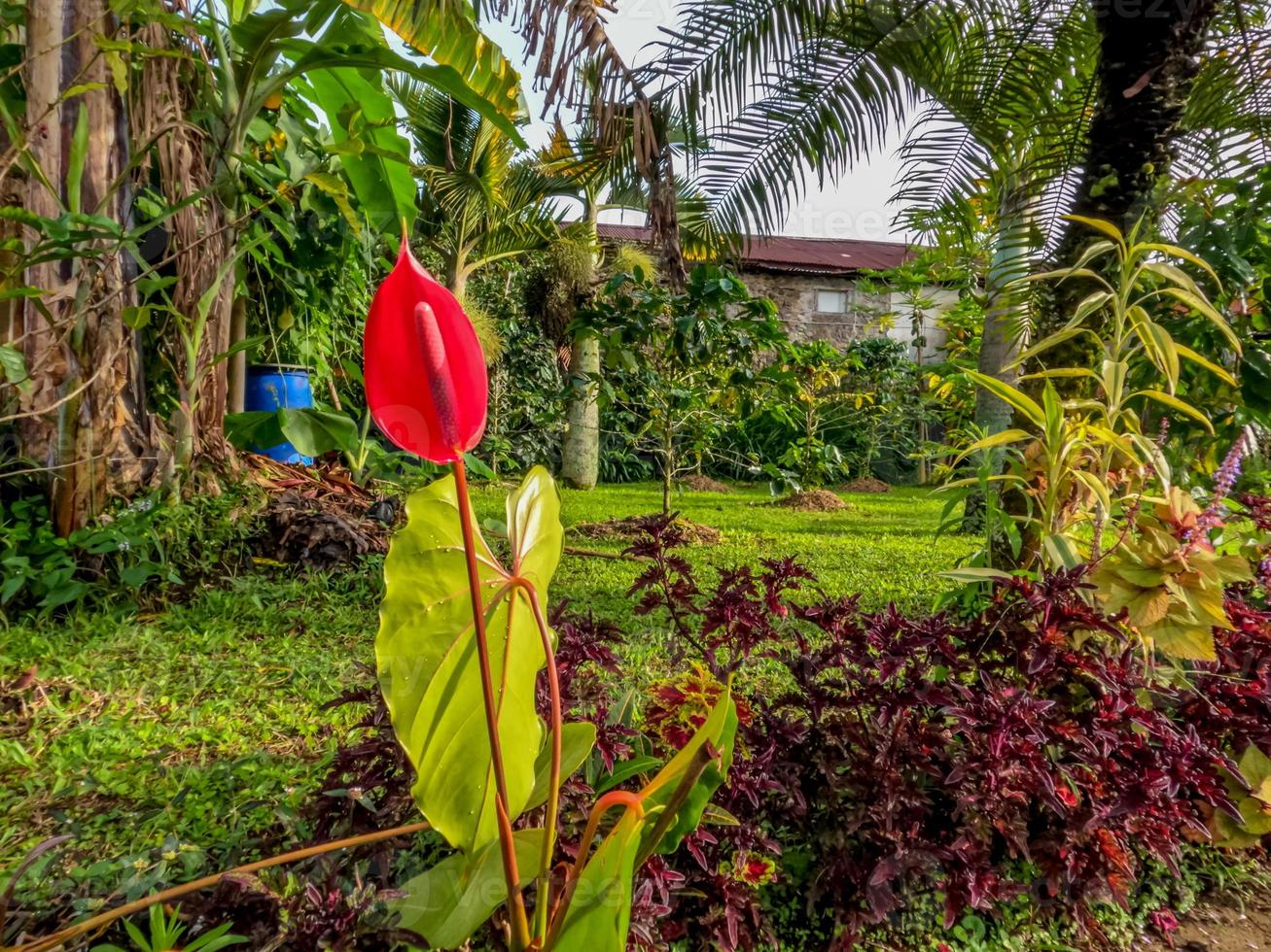 Red blooming anthurium flowers, planted in black polybags photo