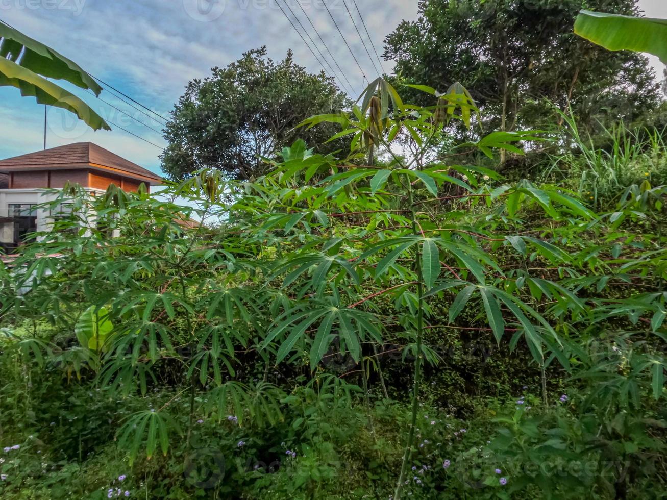Cassava plant is still young, with green leaves, traditionally cultivated in the highlands photo