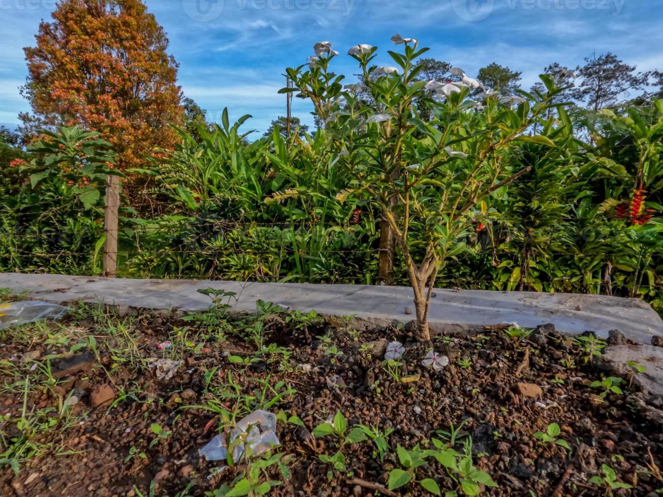 Flower plants planted on vacant land on the side of the road, used to decorate village streets photo