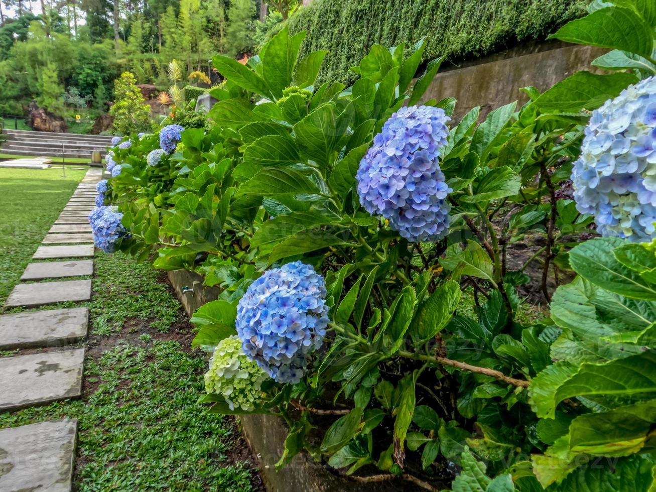 Hortensia flower plants that are in bloom are light blue, wide green leaves with jagged edges photo