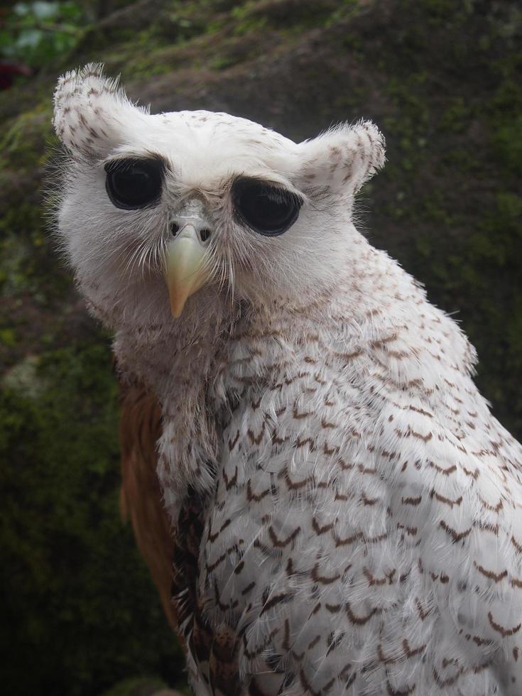 brown and white owl background photo with beautiful eyes